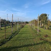 Pali in cemento da vigneto