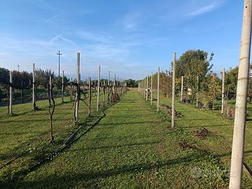 Pali in cemento da vigneto