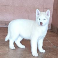 Due cuccioli siberian husky con pedigree