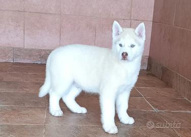 Due cuccioli siberian husky con pedigree