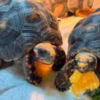 Tartarughe carbonerie