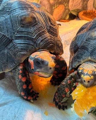 Tartarughe carbonerie