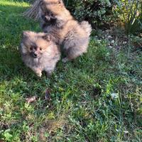 Cucciolo volpino Pomerania maschio e femmina