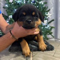 Cuccioli rottweiler