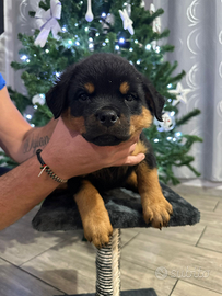 Cuccioli rottweiler