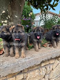 Cuccioli di pastore tedesco