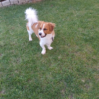 Meticcio di taglia media