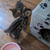 Gattini bengala 3 mesi