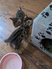 Gattini bengala 3 mesi