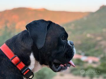 Boxer per monta