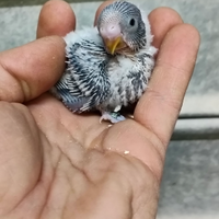 Cocorite raimbow pulli da imbecco