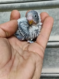 Cocorite raimbow pulli da imbecco