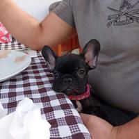 Cuccioli di Bulldog Francese con Pedigree e Test
