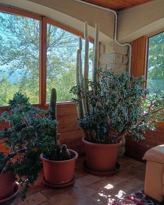 piante grasse