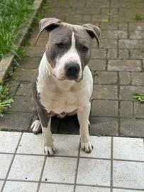 Amstaff