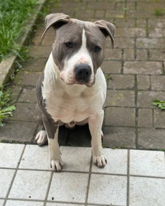Amstaff
