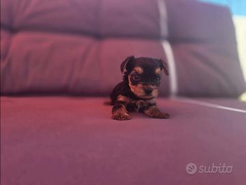 Yorkshaire mini toy maschio