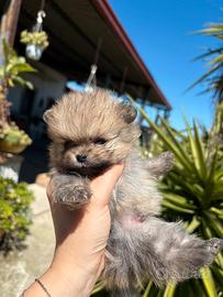 Spitz tedesco nano Pomerania
