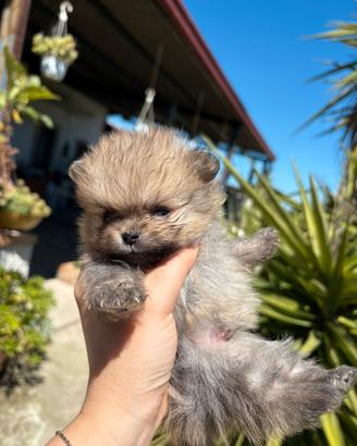 Spitz tedesco nano Pomerania