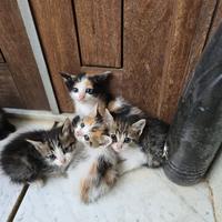 Gattini a Gioiosa marea per amanti degli animali