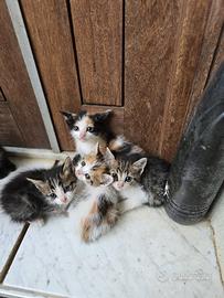 Gattini a Gioiosa marea per amanti degli animali