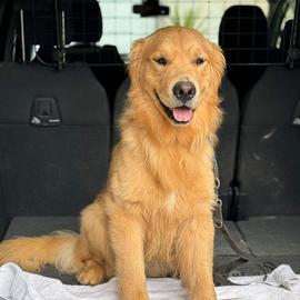 Golden retriever 100% americano