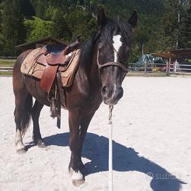 Cavalla Gipsy x Haflinger