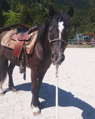 Cavalla Gipsy x Haflinger