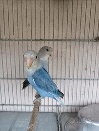 Inseparabili opalino blu