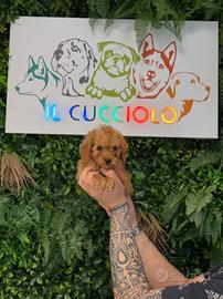 Cuccioli barboncini toy