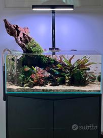 Pesci e piante acquario dolce