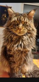 Maine coon cuccioli con pedegree afef