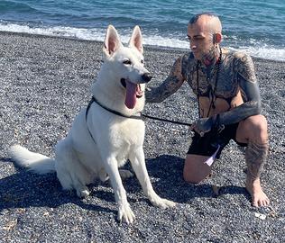 Pastore svizzero femmina per monta con il mio ares