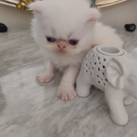 Disponibili gatti persiani