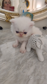 Disponibili gatti persiani