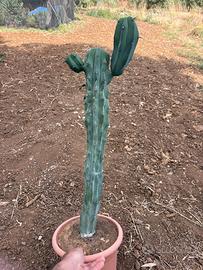 MYRTILLOCACTUS  GEOMETRIZANS F. CRESTATO