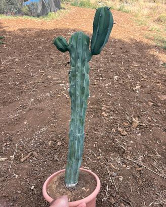 MYRTILLOCACTUS  GEOMETRIZANS F. CRESTATO