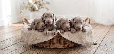 Weimaraner cuccioli