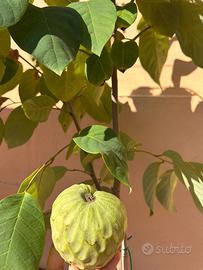 Alberi di Annona