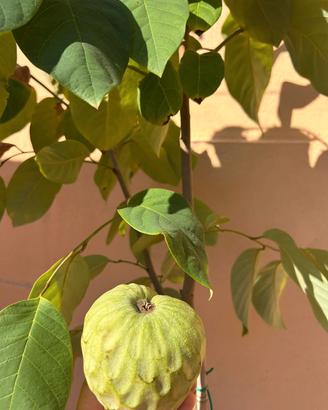 Alberi di Annona