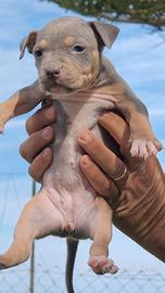 pitbull 