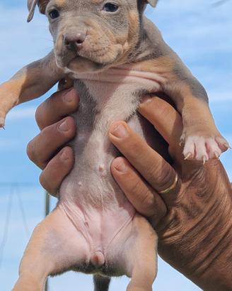 pitbull 