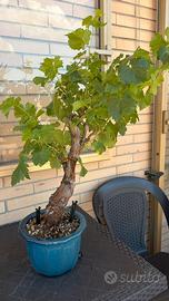 Bonsai