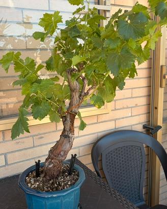 Bonsai