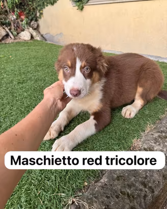 Maschietti di pastore australiano