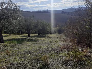 Terreno con ulivi