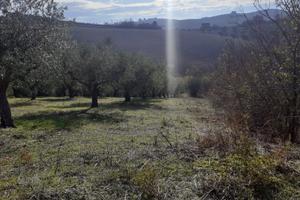 Terreno con ulivi