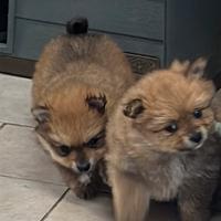 Cuccioli Di Volpino Spitz Pomerania