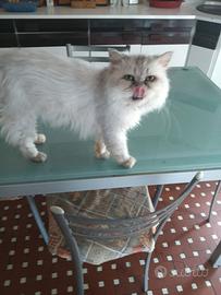 Gatto persiano