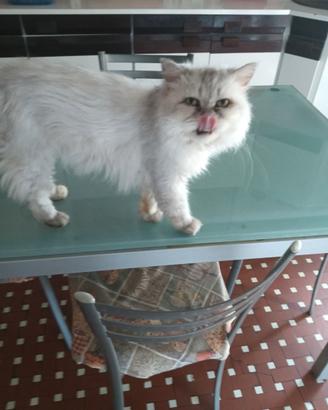 Gatto persiano